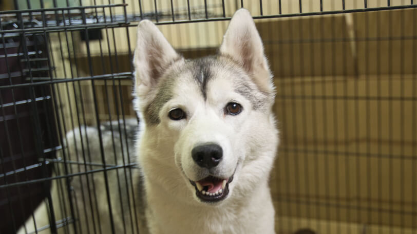 ハマグリの写真