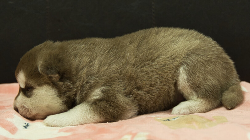シベリアンハスキー子犬の写真No.202602161左側面3月3日現在