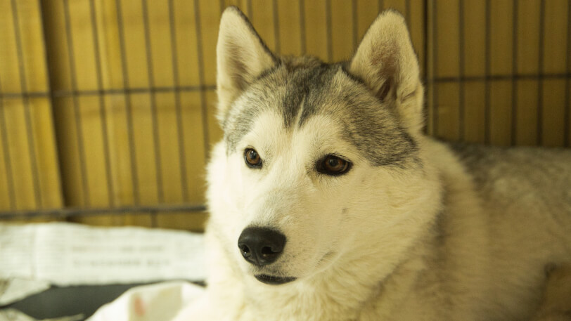 オリーブの写真