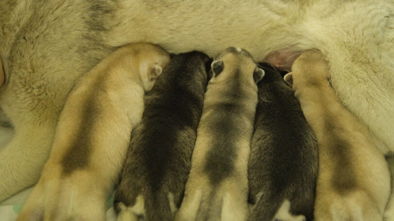 2026年2月22日生まれのシベリアンハスキーの子犬
