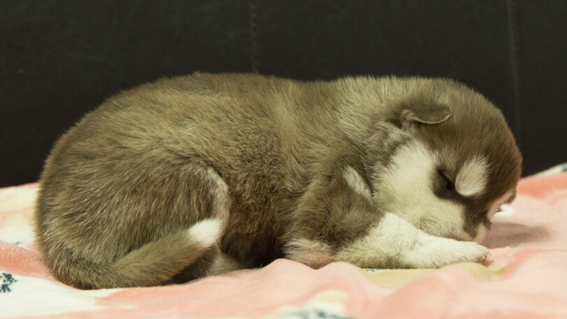 シベリアンハスキー子犬の写真No.202602162右側面3月3日現在