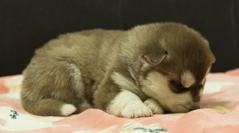 シベリアンハスキー子犬の写真No.202602162-5 3月3日現在