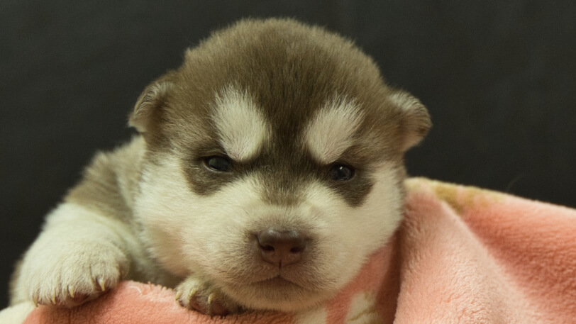 シベリアンハスキー子犬の写真No.202602162正面3月3日現在