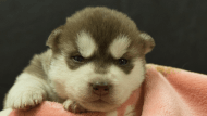 シベリアンハスキー子犬の写真No.202602162正面3月3日現在