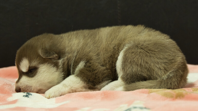 シベリアンハスキー子犬の写真No.202602162左側面3月3日現在