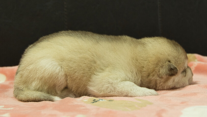 シベリアンハスキー子犬の写真No.202602163右側面3月3日現在
