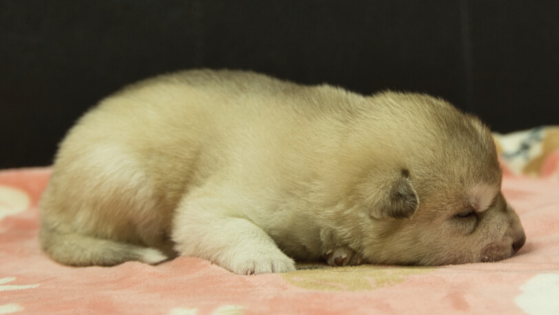 シベリアンハスキー子犬の写真No.202602163-5 3月3日現在