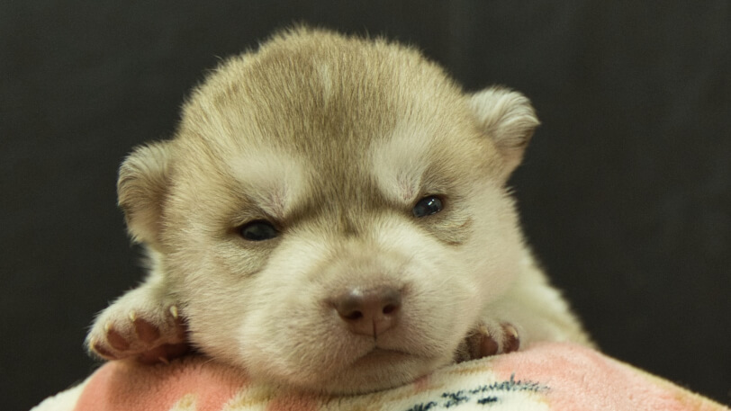シベリアンハスキー子犬の写真No.202602163正面3月3日現在