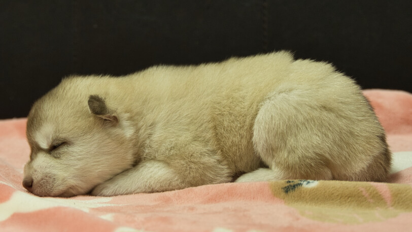 シベリアンハスキー子犬の写真No.202602163左側面3月3日現在