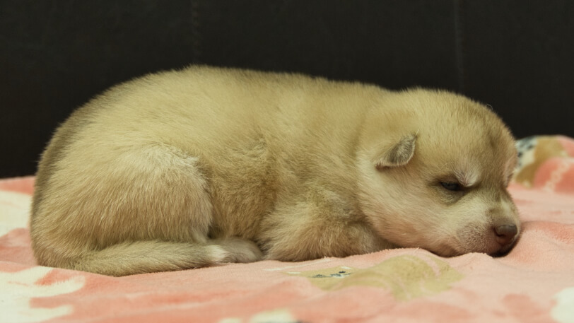 シベリアンハスキー子犬の写真No.202602164右側面3月3日現在