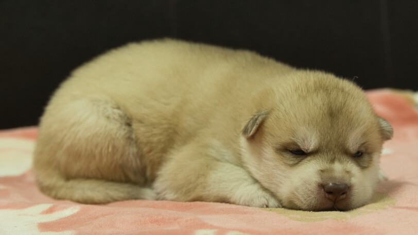 シベリアンハスキー子犬の写真No.202602164-5 3月3日現在