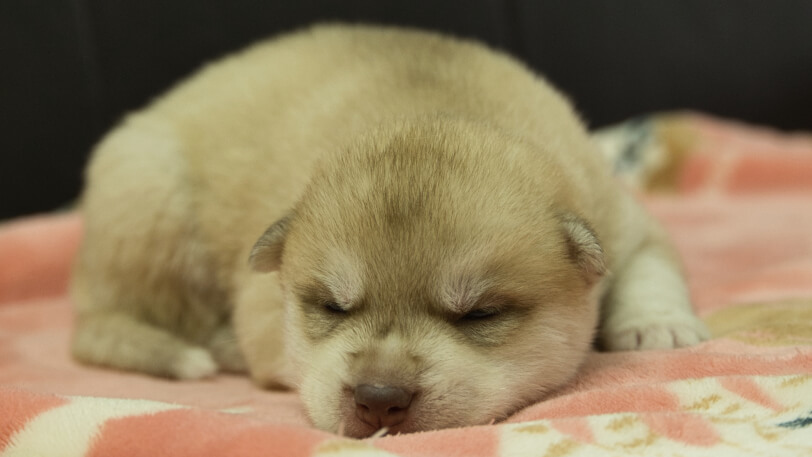 シベリアンハスキー子犬の写真No.202602164正面3月3日現在