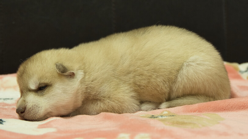 シベリアンハスキー子犬の写真No.202602164左側面3月3日現在