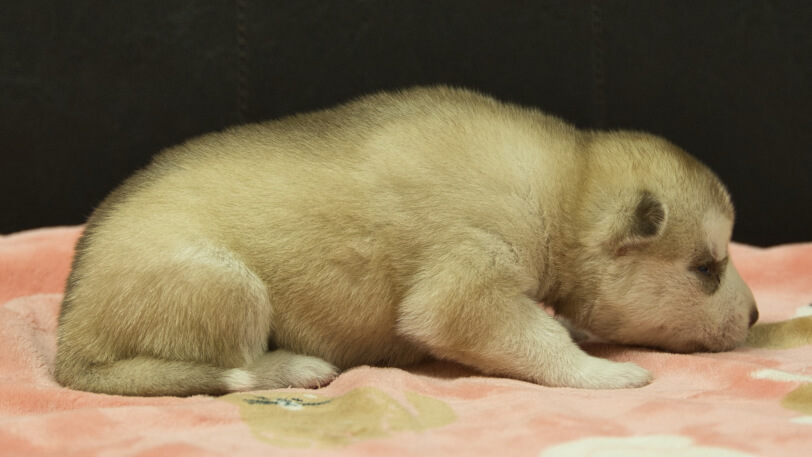 シベリアンハスキー子犬の写真No.202602165右側面3月3日現在