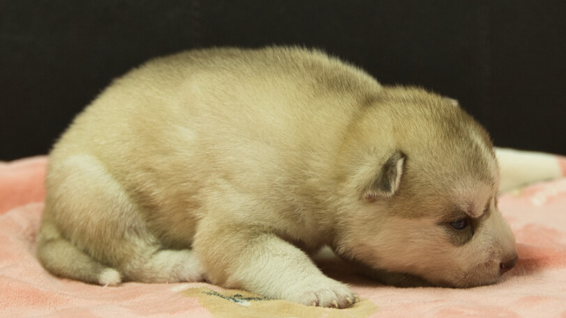 シベリアンハスキー子犬の写真No.202602165-5 3月3日現在
