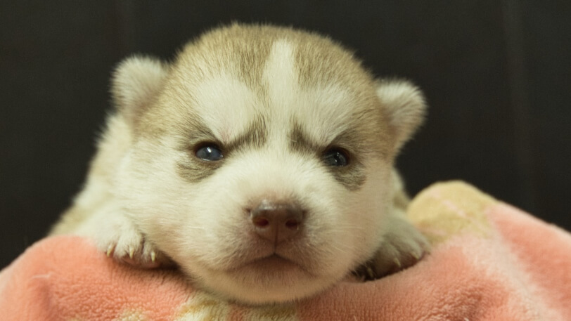 シベリアンハスキー子犬の写真No.202602165正面3月3日現在