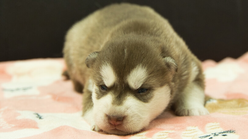 シベリアンハスキー子犬の写真No.202602161正面3月3日現在
