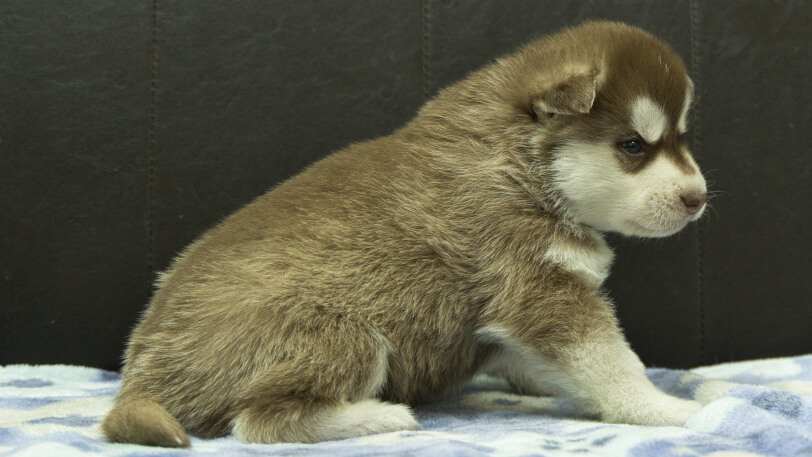 シベリアンハスキー子犬の写真No.202602161右側面3月13日現在