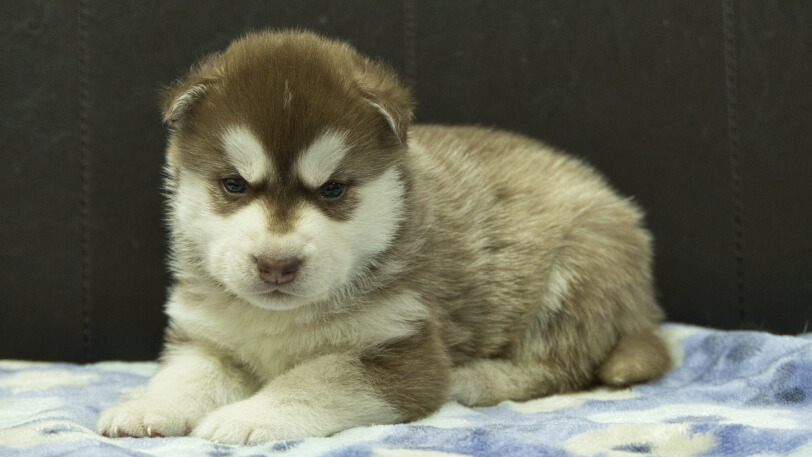 シベリアンハスキー子犬の写真No.202602161-4 3月13日現在