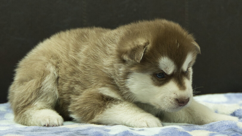 シベリアンハスキー子犬の写真No.202602161-5 3月13日現在