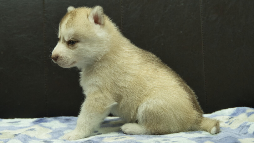 シベリアンハスキー子犬の写真No.202602165左側面3月13日現在
