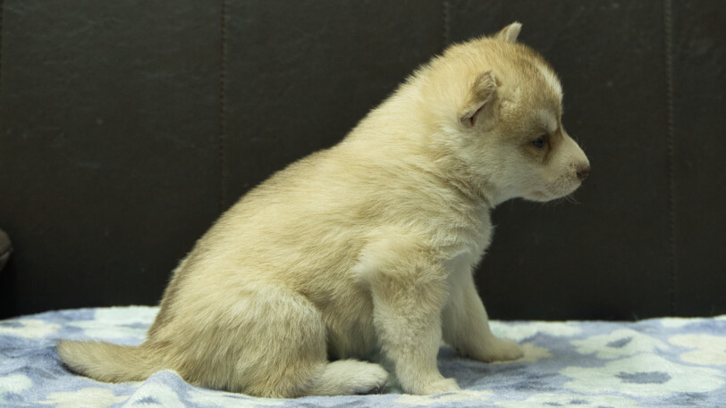 シベリアンハスキー子犬の写真No.202602166右側面3月13日現在