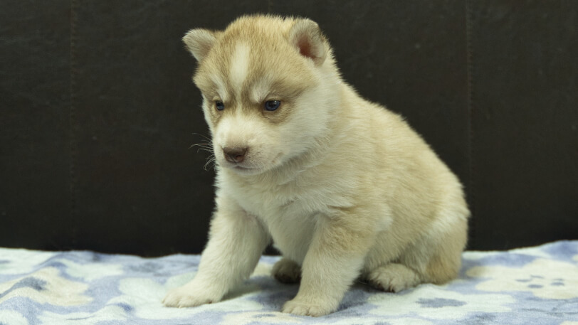 シベリアンハスキー子犬の写真No.202602166-4 3月13日現在