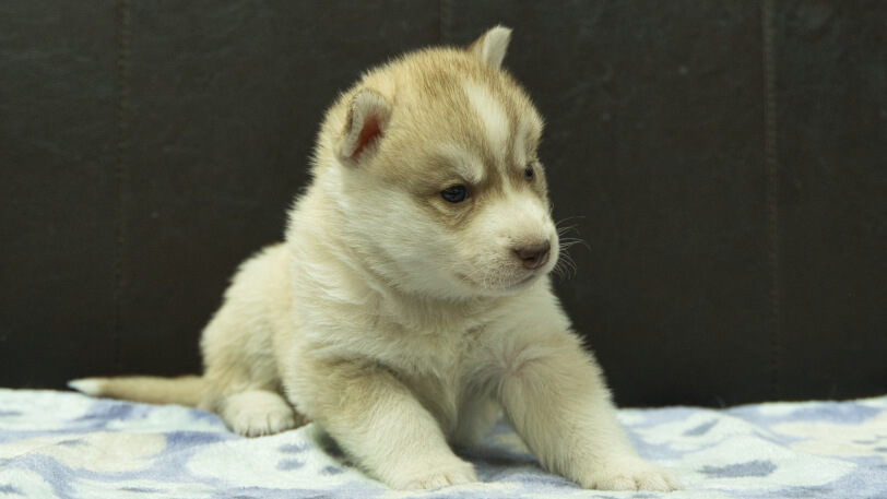 シベリアンハスキー子犬の写真No.202602166-5 3月13日現在