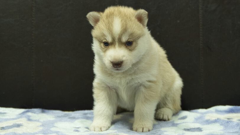 シベリアンハスキー子犬の写真No.202602166正面3月13日現在