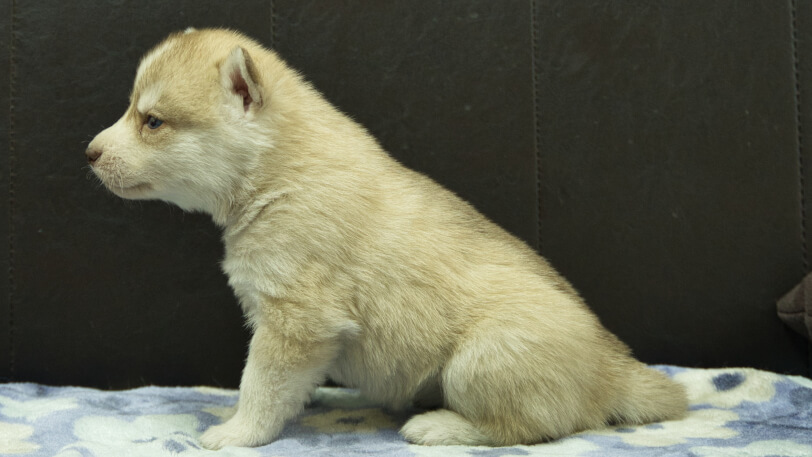 シベリアンハスキー子犬の写真No.202602166左側面3月13日現在