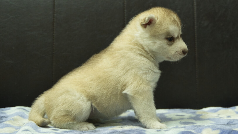 シベリアンハスキー子犬の写真No.202602167右側面3月13日現在