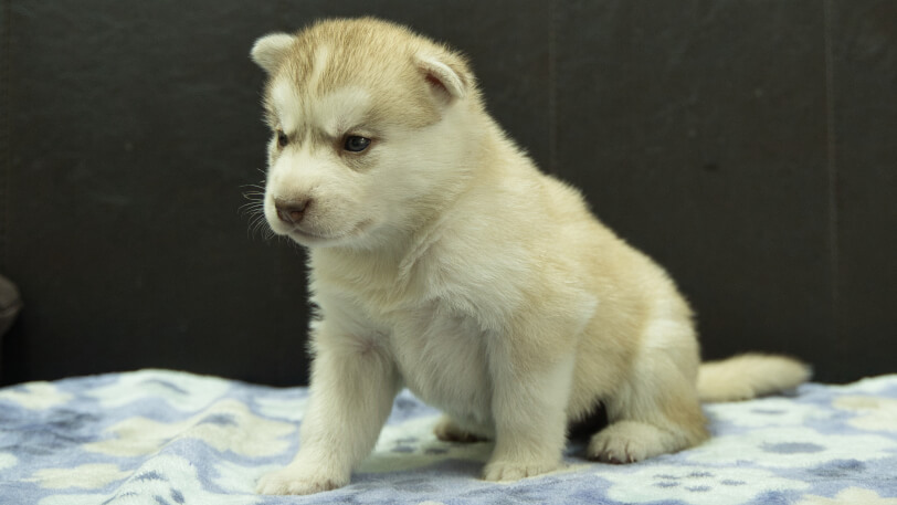 シベリアンハスキー子犬の写真No.202602167-4 3月13日現在
