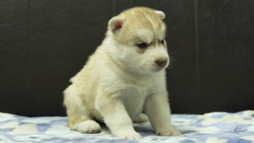 シベリアンハスキー子犬の写真No.202602167-5 3月13日現在