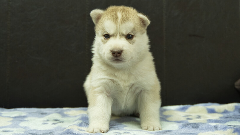 シベリアンハスキー子犬の写真No.202602167正面3月13日現在