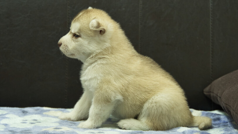 シベリアンハスキー子犬の写真No.202602167左側面3月13日現在