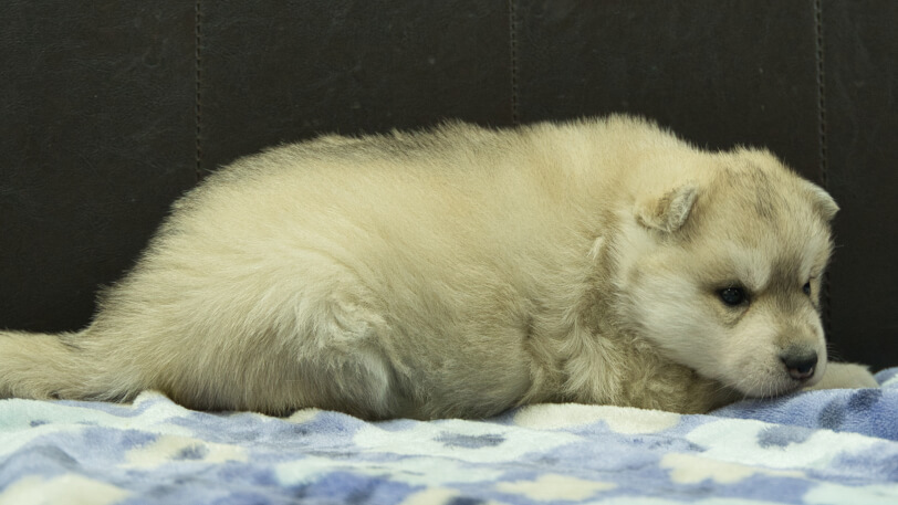 シベリアンハスキー子犬の写真No.202602171右側面3月13日現在