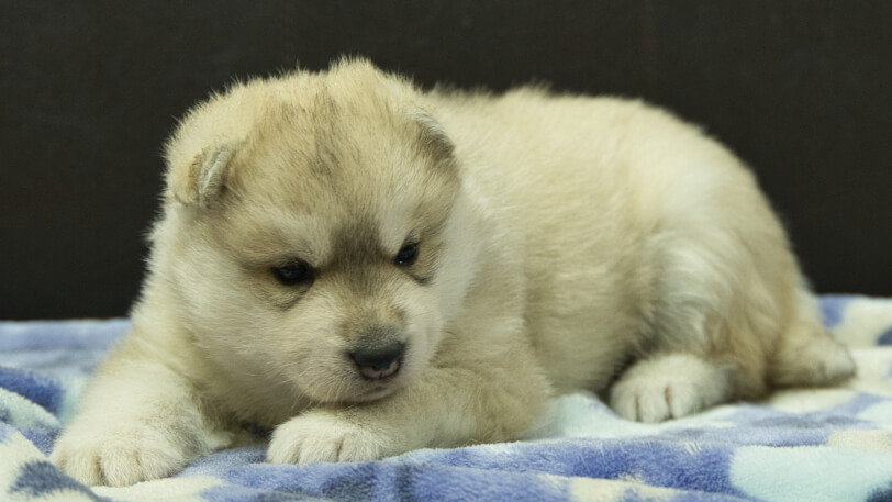 シベリアンハスキー子犬の写真No.202602171-4 3月13日現在