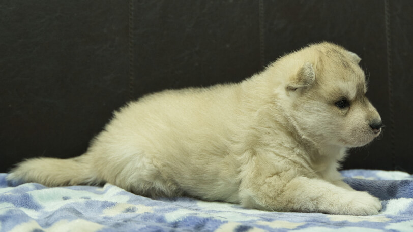 シベリアンハスキー子犬の写真No.202602171-5 3月13日現在