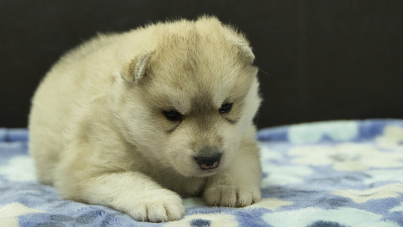 シベリアンハスキー子犬の写真No.202602171正面3月13日現在