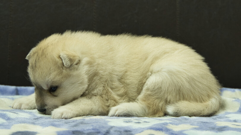 シベリアンハスキー子犬の写真No.202602171左側面3月13日現在