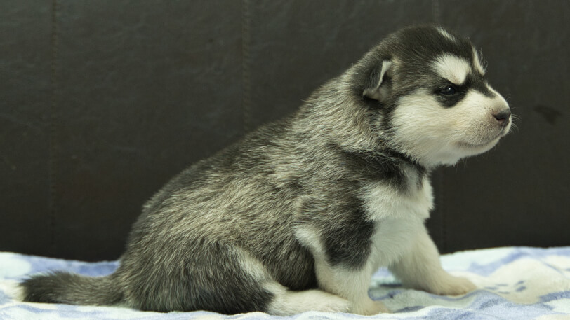 シベリアンハスキー子犬の写真No.202602221右側面3月13日現在