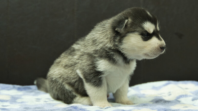 シベリアンハスキー子犬の写真No.202602221-5 3月13日現在