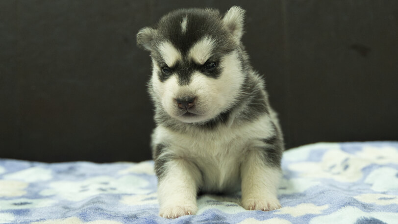 シベリアンハスキー子犬の写真No.202602221正面3月13日現在