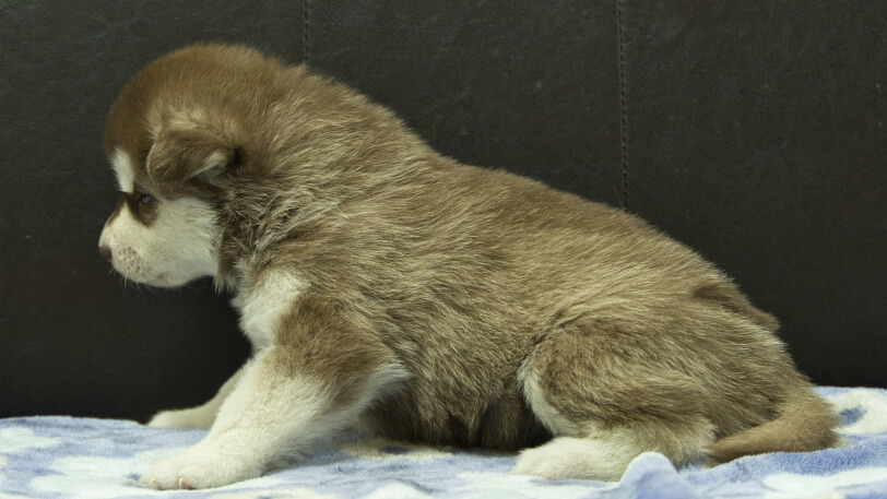 シベリアンハスキー子犬の写真No.202602161左側面3月13日現在