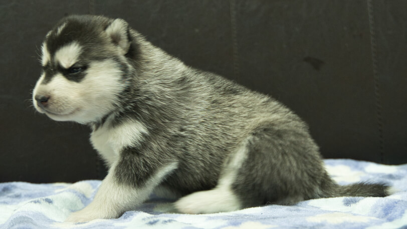 シベリアンハスキー子犬の写真No.202602221左側面3月13日現在