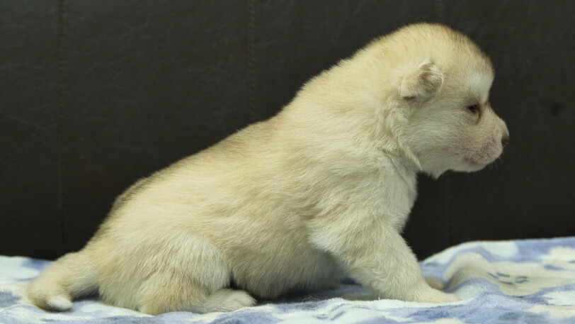 シベリアンハスキー子犬の写真No.202602222右側面3月13日現在
