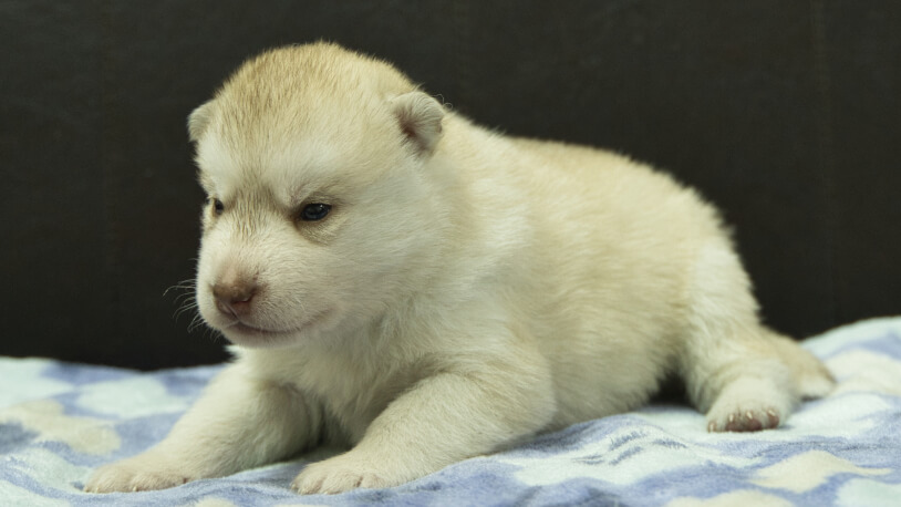 シベリアンハスキー子犬の写真No.202602222-4 3月13日現在