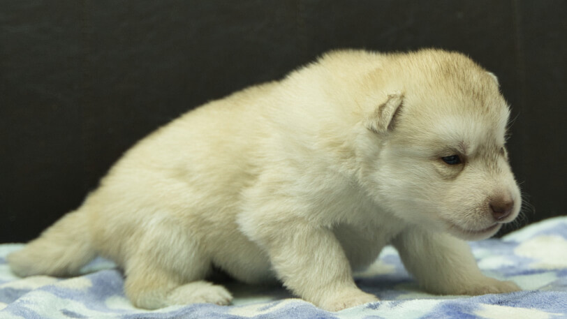 シベリアンハスキー子犬の写真No.202602222-5 3月13日現在