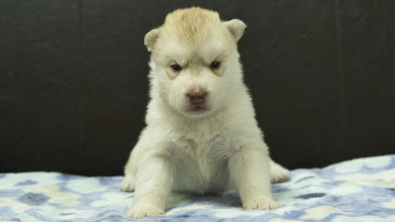 シベリアンハスキー子犬の写真No.202602222正面3月13日現在