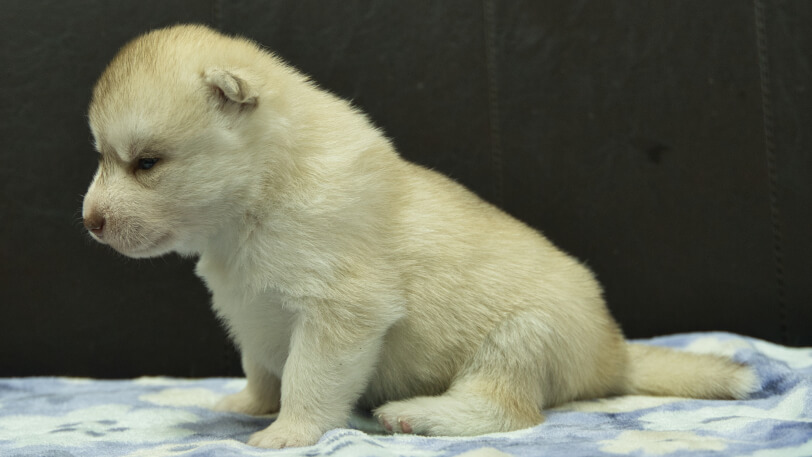 シベリアンハスキー子犬の写真No.202602222左側面3月13日現在